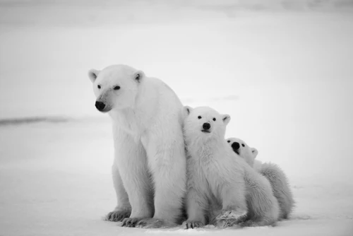 Polar Bear with Cubs